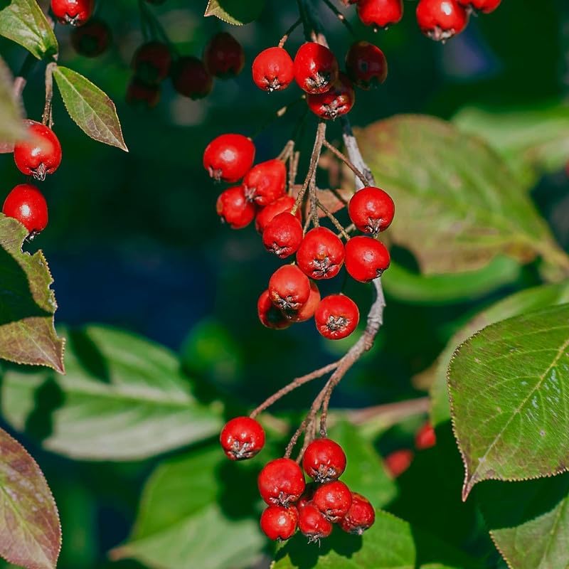 Red Chokeberry Plant Live, Outdoor Berry Bush, 8-12 Inch Tall - Image 2
