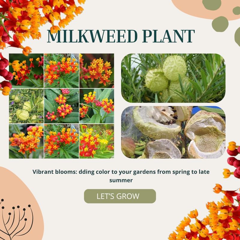 2 Red Butterfly Milkweed Plants Live, Asclepias Tuberosa Tropical Flowers - Image 5