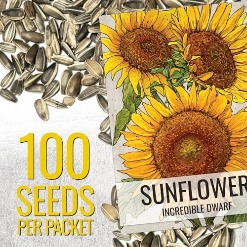 Seed Needs Incredible Dwarf Sunflower Seeds to Plant Cut Flowers - 2 Packs - Image 2