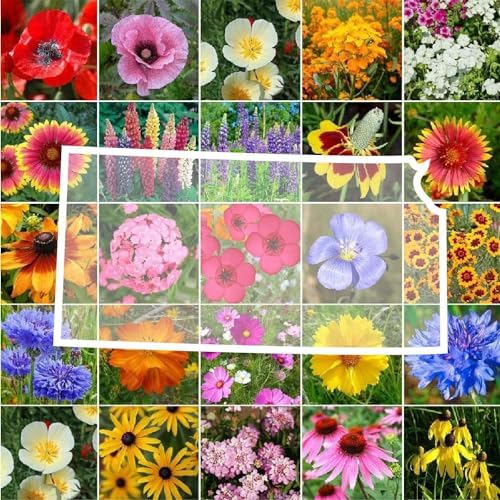 Eden Brothers Kansas Wildflower Mixed Seeds for Planting, 1 lb by EdenBrothers