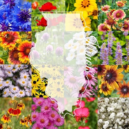 Illinois Bulk Perennial and Annual Wildflower Seed Mix 1lb Covers 2,000sq-ft - Attract Pollinators, Multi-Color Blooms - Midwest US Species Plant in Spring/Fall - Earth-Friendly Packaging (1 Pound) by PaperStreetPerennials