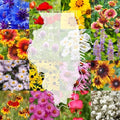 Illinois Bulk Perennial and Annual Wildflower Seed Mix 1lb Covers 2,000sq-ft - Attract Pollinators, Multi-Color Blooms - Midwest US Species Plant in Spring/Fall - Earth-Friendly Packaging (1 Pound) by PaperStreetPerennials