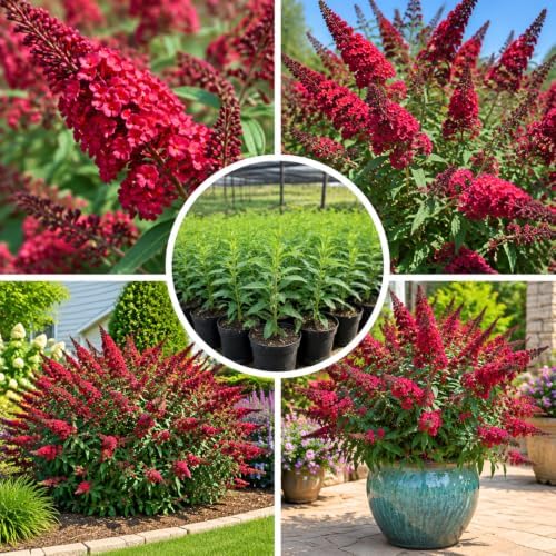 Red Pink Butterfly Bush Live Plant in 1 Gal Pot, Flowering Buddleia Shrub - Image 3