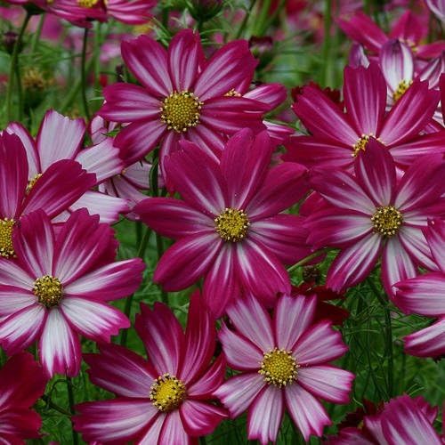 Cosmos Flower Seeds 300PCS, Easy Growing Colorful Outdoor Blooms - Image 2