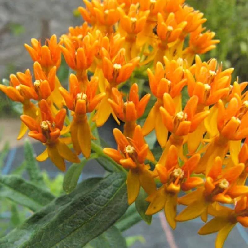 2 Random Mix Milkweed Live Plants, 5-9 Inch Tall - Image 6