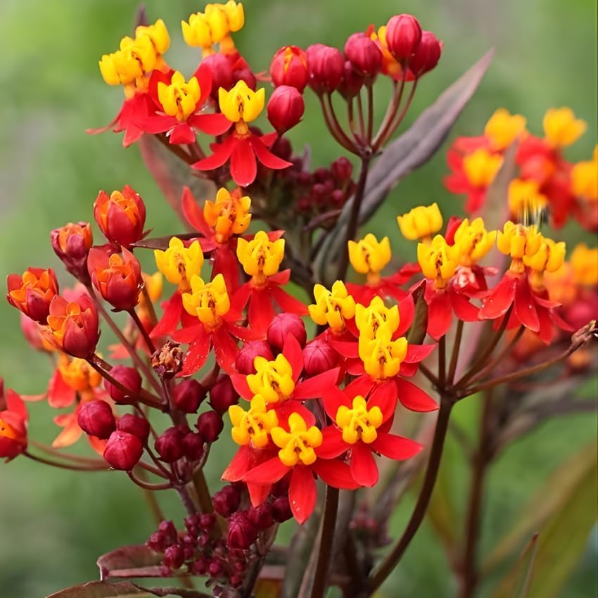 Milkweed Live Plant | 4 Inch Tall | Flowering Outdoor Plant for Garden Beds, Containers & Pollinator-Friendly Spaces | Easy to Grow - Image 4