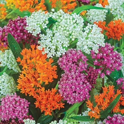 3 Mixed Butterfly Milkweed Plants Live, Well-Rooted Starter Plant - Image 4