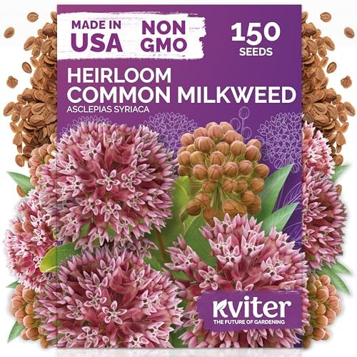 150 Common Milkweed Heirloom Flower Seeds for Planting, Asclepias Syriaca by KVITER