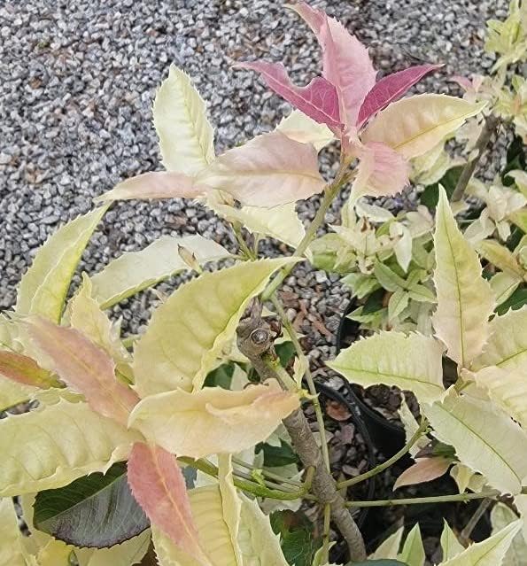 (1) - Noble Lady Fragrant Tea Olive (Qiannan Guifei) - Starter Plant (M) (1 Live Plant) - Image 3