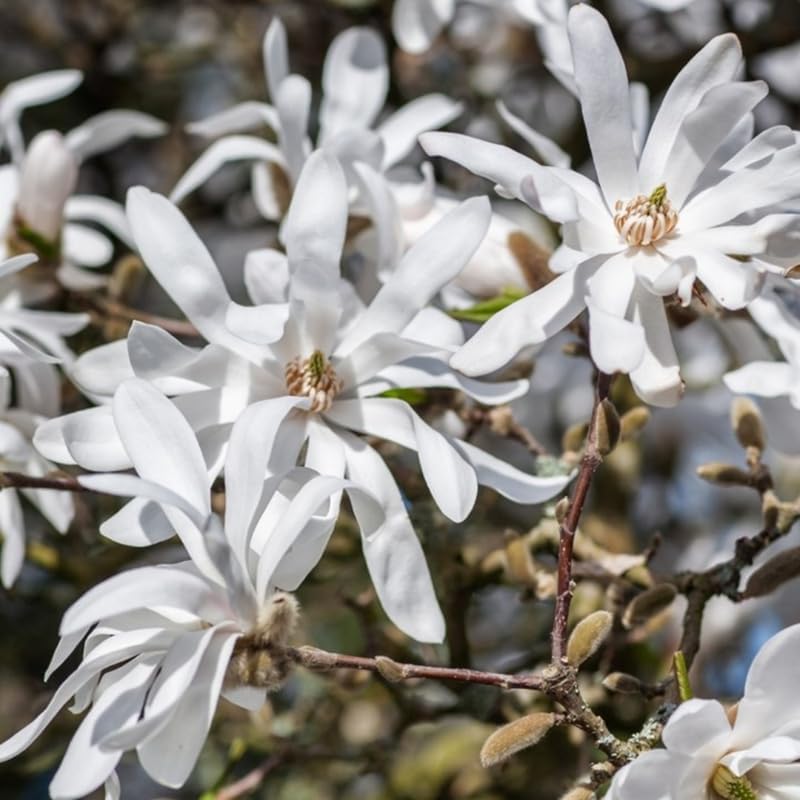 Star Magnolia Live Plant, Flower Tree, 6-12 Inch Tall, 2.5 Inch Pot - Image 2