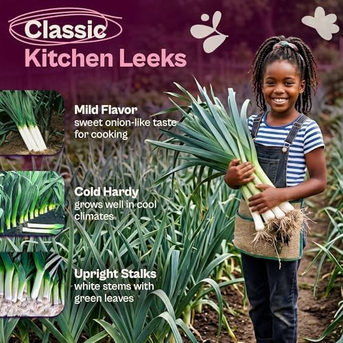 SVI 350 Large American Flag Leek Seeds (Allium ampeloprasum) – Culinary Leek Seed Packets – Cold Hardy Heirloom Vegetable Seeds Vegetable Garden, Home Garden Beds, Greenhouse & Outdoor Growing - Image 3