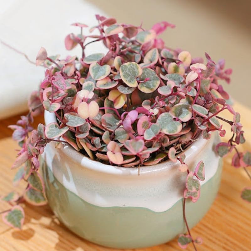 Ceropegia Woodii Variegated String of Hearts Live Plant, Rare Houseplant - Image 4