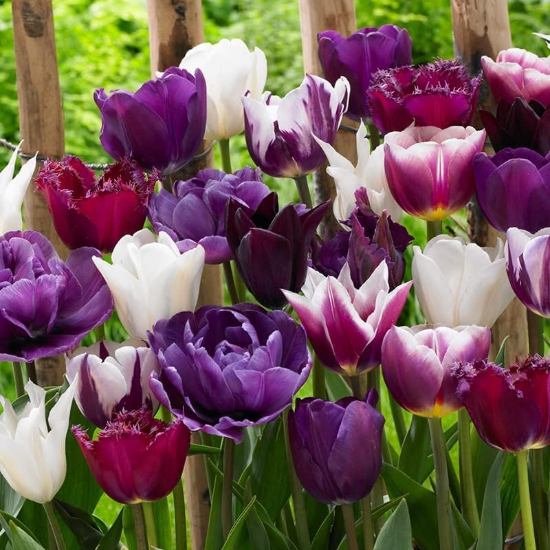 100 Tulip Mix Flower Bulb Box with Easy Carry Handle - Purple, Pink and White Mixed Colors - Weeks of Easy to Grow Flowers - Plant in Gardens, Containers & Flowerbeds - Planting Instructions Included - Image 6