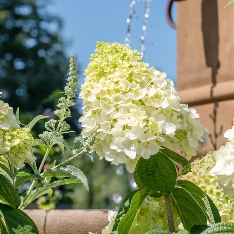 Lime Hydrangea Plant Live, Garden Shrub, 7-12" Tall, in Pot - Image 3
