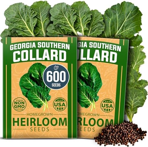 HOME GROWN Georgia Southern Collard Seeds, 600+ Seeds, Brassica oleracea by HOMEGROWN