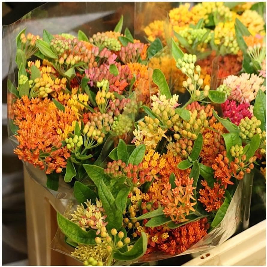 3 Mixed Milkweed Live Plants, Hardy Milkweed Shrub, 4-9 Inches - Image 2
