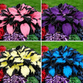Hosta Seeds for Planting, 200+pcs Perennial Hummingbirds Hosta Vine Flower Seeds, Non-GMO Heirloom Long Blooming Plants Shaded Entry Pathway Flowers for Garden Outdoors by MIXRUGBACWATER