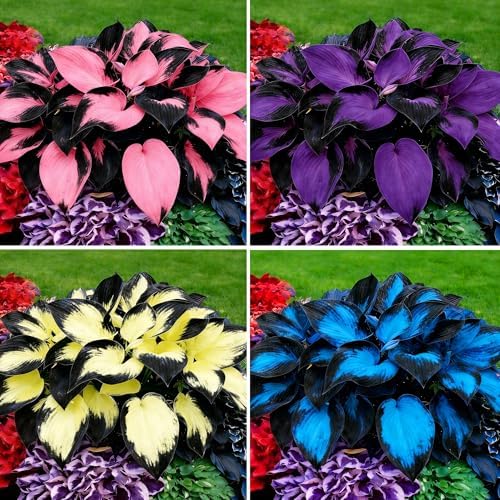Hosta Seeds for Planting, 200+pcs Perennial Hummingbirds Hosta Vine Flower Seeds, Non-GMO Heirloom Long Blooming Plants Shaded Entry Pathway Flowers for Garden Outdoors by MIXRUGBACWATER