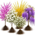 10 Live Bare Root Spring Bloom Collection, 2 Golden Chain, 2 White Flowering Dogwood, 2 Gold Forsythia, 2 Wisteria & 2 Serviceberry Plants by CZGrain
