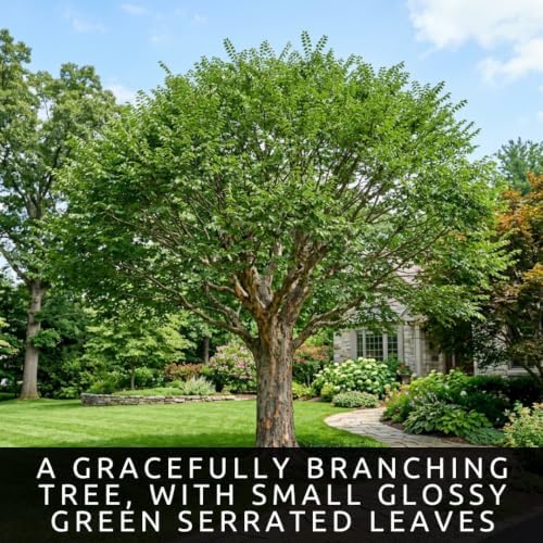 30 Chinese Elm Tree Seeds | Ulmus Parvifolia Bonsai Seeds for Planting - Image 2