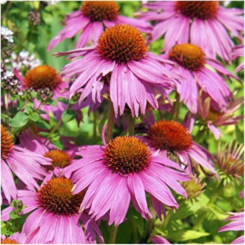 Seed Needs Wildflower Seed Deer Resistant 30,000 2 Ounce Heirloom Bulk Pack - Image 5
