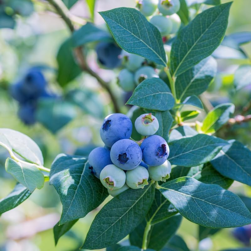Legacy Blueberry Plant Live, Berry Plant, 5-10 Inch Tall - Image 2