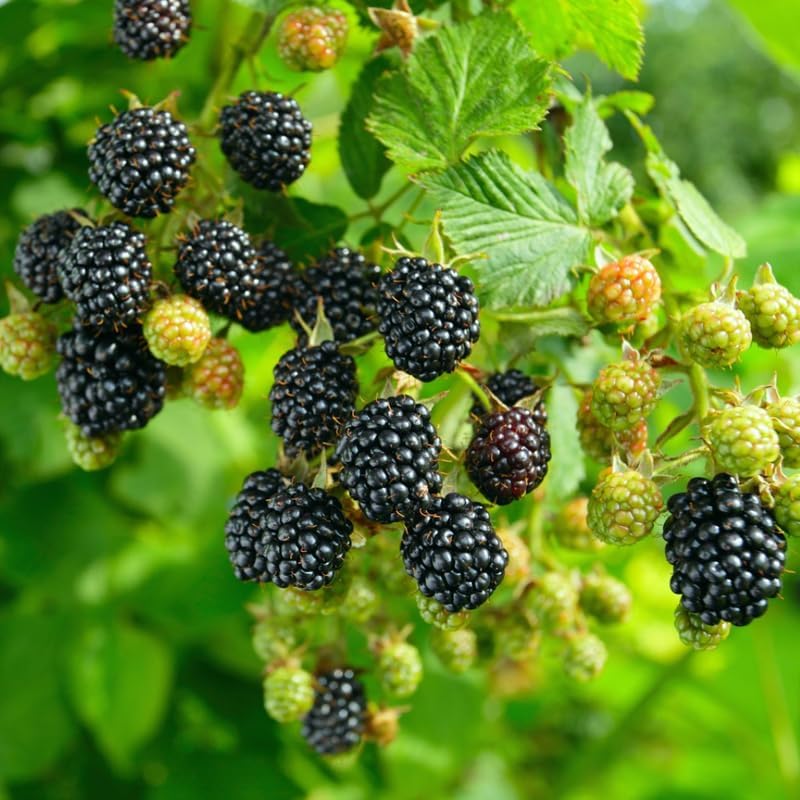 2 Navaho BlackBerry Plants Live, Perennial Berry Bush, 4-8 Inch Tall - Image 4