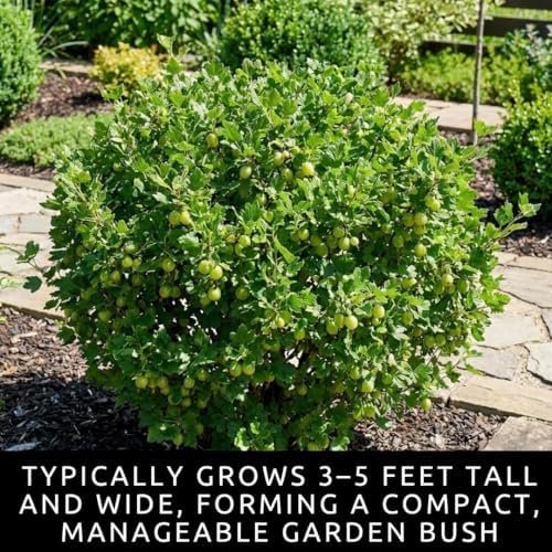 4 Gooseberry Bare Root Plants for Growing – 2 Green & 2 Red Fruit Bushes - Image 6