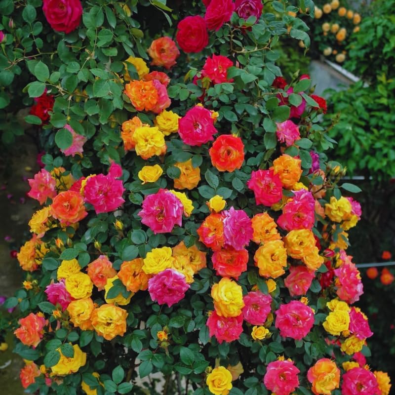 Orange Yellow Live Rose Plant, Ornamental Rose Plant, 5-7 Inch Tall - Image 5