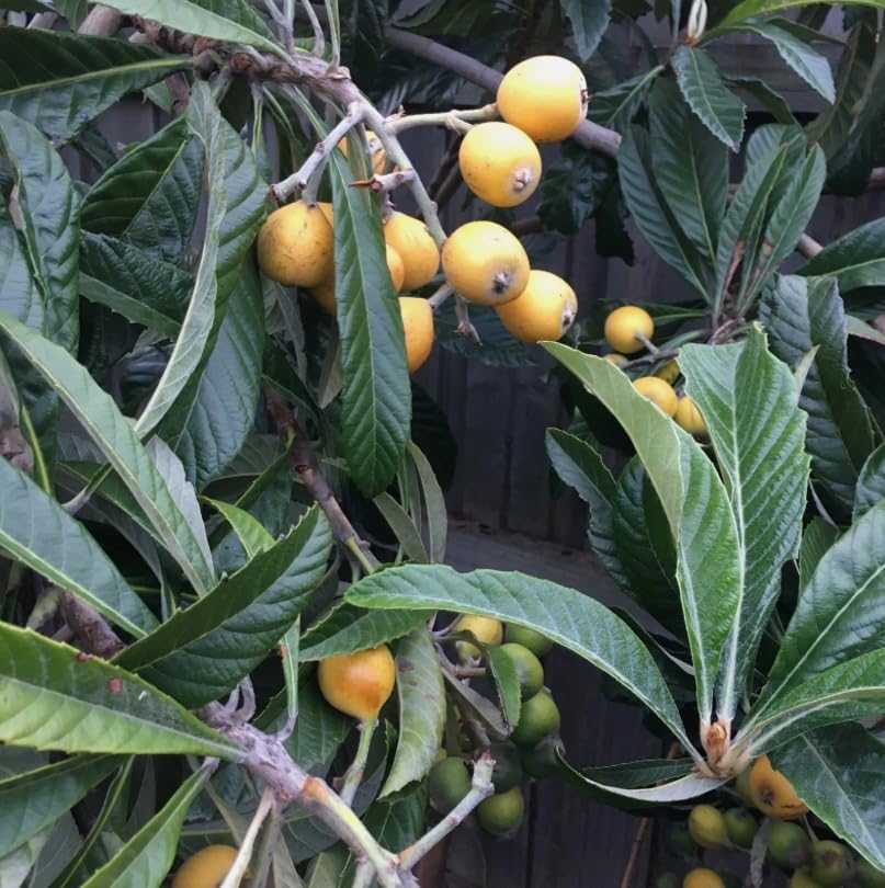 Yellow Loquat Plant 5-12 Inch Tall 4 Inch Pot, Sweet Loquat Fruit Tree Golden Plum Tree Ornamental Trees, No Ship CA - Image 3