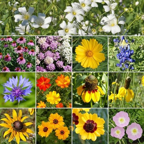 Ferry-Morse Texas & Oklahoma Bulk Wildflower Seeds, 210,000+, 1 lb - Image 2