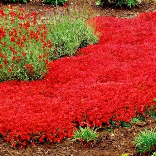 15000pcs Red Creeping Thyme Seeds Ground Cover,Thyme Seeds for Planting Indoors,Thymus Seed Perennial Flower Non-GMO Heirloom for Home Garden - Image 3
