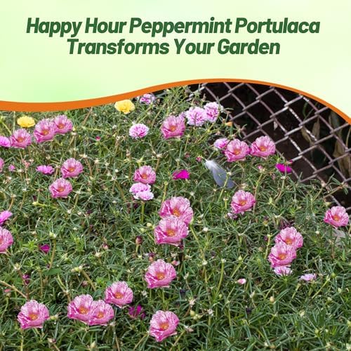 Outsidepride Peppermint Moss Rose Seeds - 500 Pcs Annual, Drought & Heat Tolerant, Pollinator Friendly Ground Cover Seeds for Planting w/Vibrant Blooms & Succulent Foliage, Ideal for Xeriscaping - Image 6
