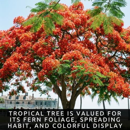 25 Royal Poinciana Seeds | Delonix Regia Flame Tree Seeds - Image 5