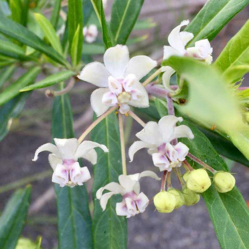 2 Vining Milkweed Live Plants, Perennial Flower Plant, 4-8 Inch Tall by GardenNurserySince1996