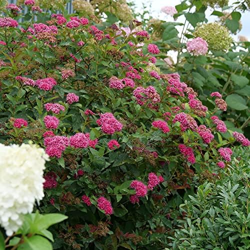 Proven Winners Double Play Doozie Spirea, Live Flowering Shrub, 3 Gallon - Image 6