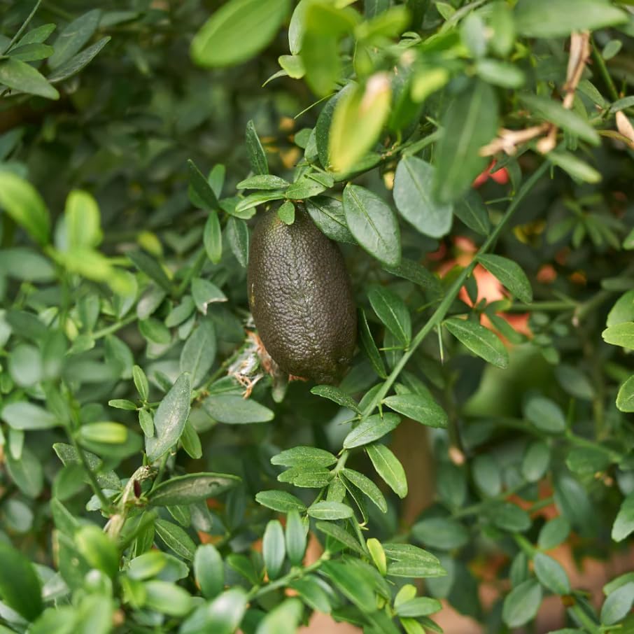 Finger Lime Live Plant 3-4 Inch Tall, Rare Caviar Lime Tree, Green Finger Lime, Pink Blossoms, Ornamental Fruit Tree - Image 5