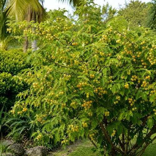 Yellow Jamaican Cherry Tree Strawberry Tree Starter Live Plant - Image 5