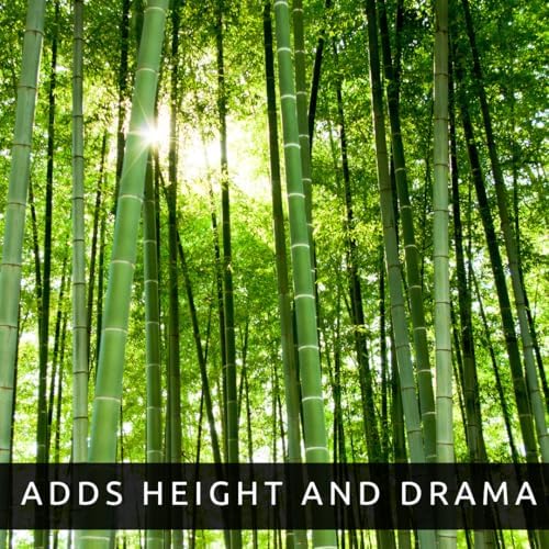 Giant Bamboo Seeds for Planting | 100 Seeds | Tall Bamboo - Image 5