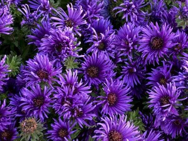 Greenwood Nursery: Live Perennial Plants - Aster ‘Grape Crush’ + Novae‑Angliae - [Qty: 1x Pint Pot] - (Click for Other Available Plants/Quantities) by GreenwoodNursery