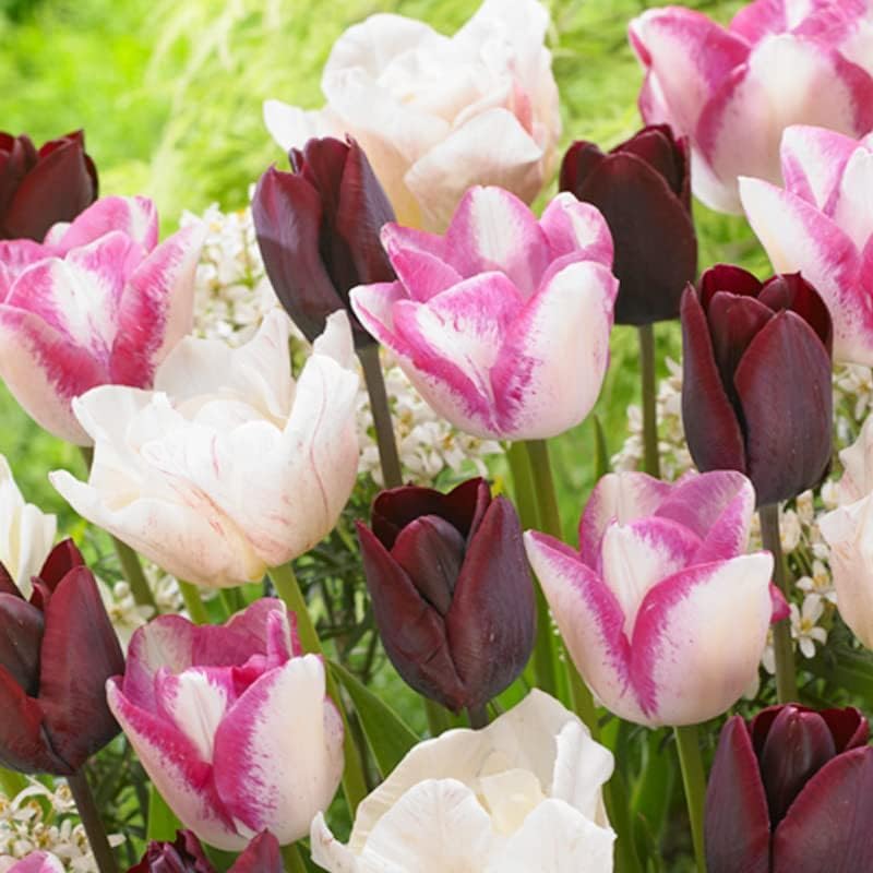 100 Tulip Mix Flower Bulb Box with Easy Carry Handle - Purple, Pink and White Mixed Colors - Weeks of Easy to Grow Flowers - Plant in Gardens, Containers & Flowerbeds - Planting Instructions Included - Image 3