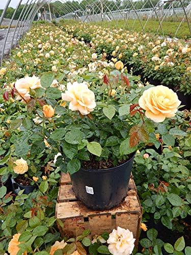 Rosa Julia Child (Floribunda Rose) Rose, Yellow Flowers, #3 - Size Container - Image 4