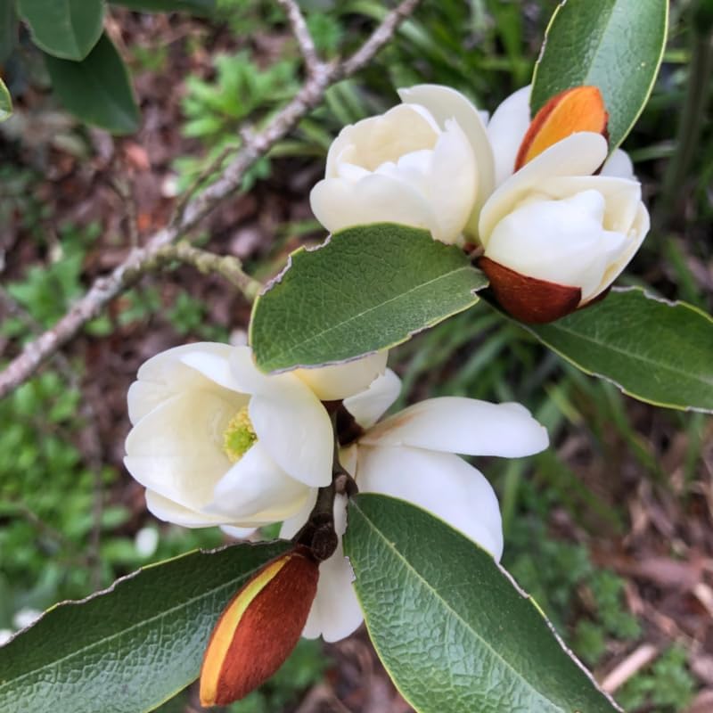 Sweetbay Magnolia Flower Tree, Hardy Ornamental Flowering Plant, Gallon Pot - Image 7