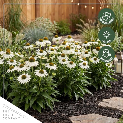 Coneflower (Echinacea) - White Blooms, Live Pollinator-Friendly Flowering Perennial, 12" Tall by 6" Wide in 2 Qt Pot - Image 7