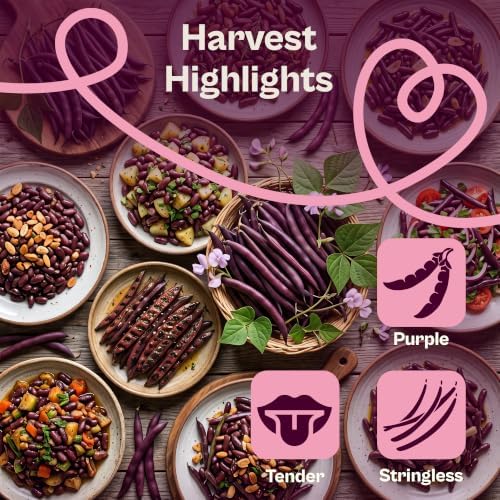SVI 60 Royal Burgundy Bush Bean Heirloom Vegetable Seeds Phaseolus vulgaris - Image 4