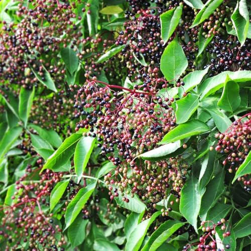 10 Black Elderberry Cuttings Live Plants, Berry Fruit Bush, 6-8 Inch Tall by AVERAR