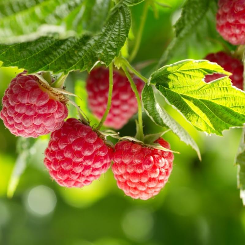 2 Caroline Red Raspberry Plants Live, Berry Bush, 4-8" Tall - Image 4