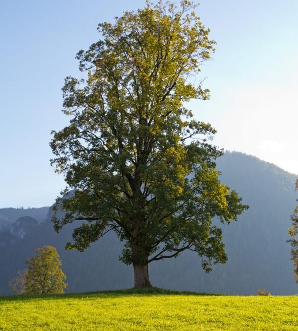 Silver Maple Tree - 10-16" Tall Live Plant - Quart Pot - Fast Growing Native Shade Tree - Acer saccharinum - Image 6