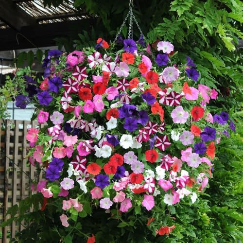 300+ Petunia Seeds for Planting-Wave Petunias Seeds-Mexican Petunia Seed Non-GMO Heirloom for Plant Garden Home - Image 7