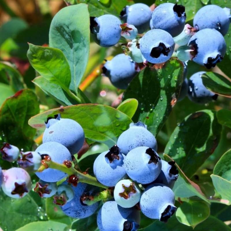 2 Legacy Blueberry Live Plants, Home Garden Fruit Bush by AVERAR